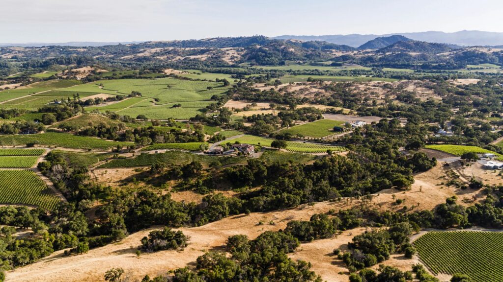 Patchwork landscape of Healdsburg wineries. Orderly vineyards contrast with natural woodland across Sonoma County hills.